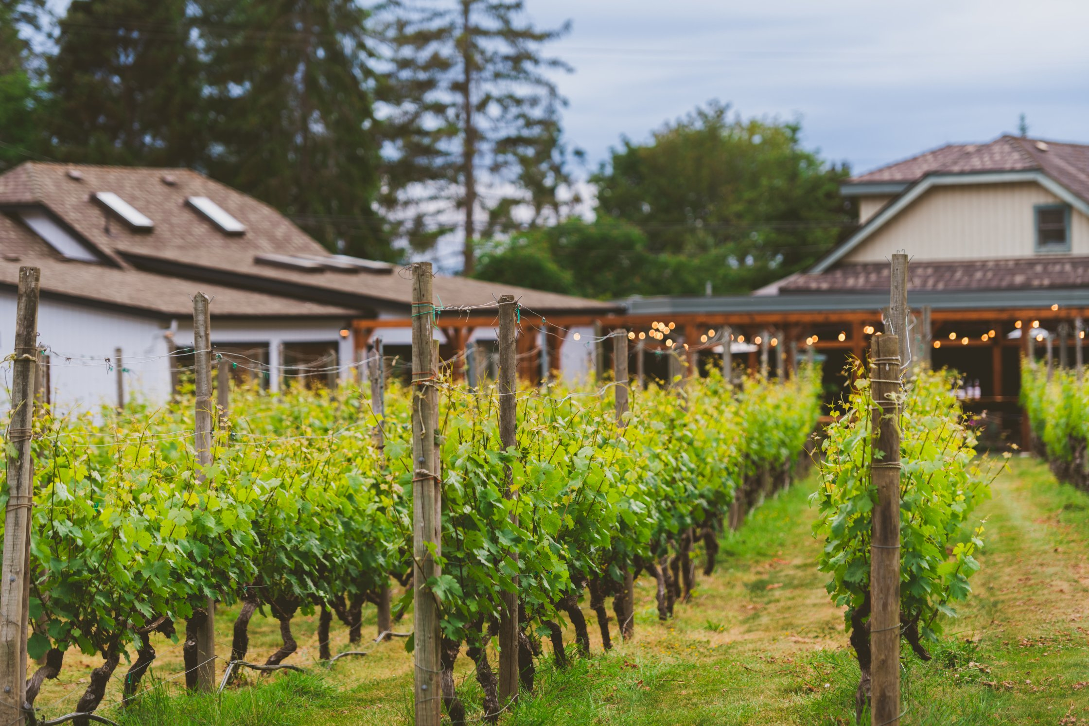 vineyard Deep Cove Winery