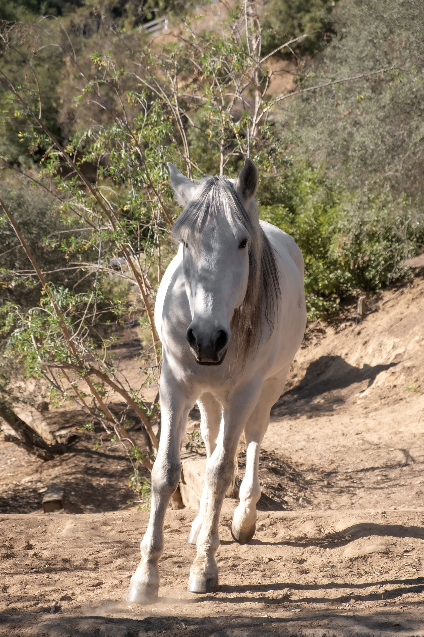 ESPERANZA-24 La Esperanza Ranch w/ Ocean VIew