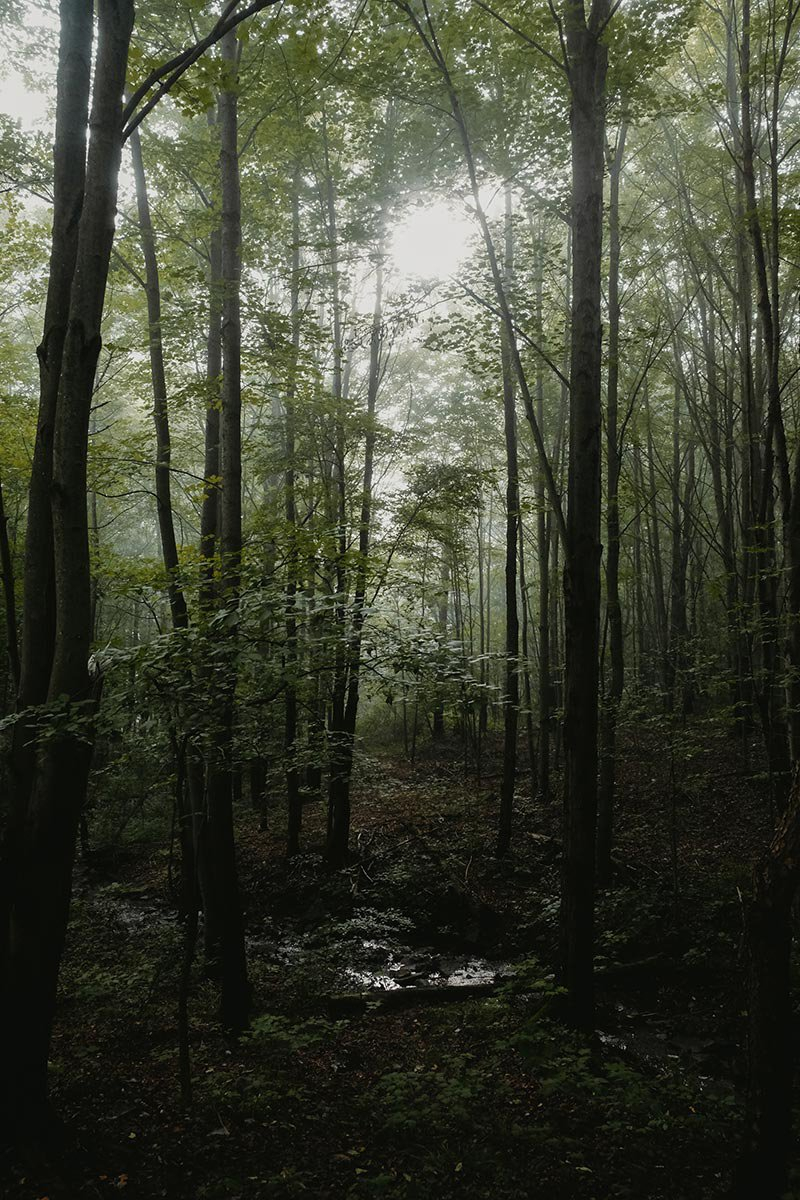 Bellfire in the Catskills