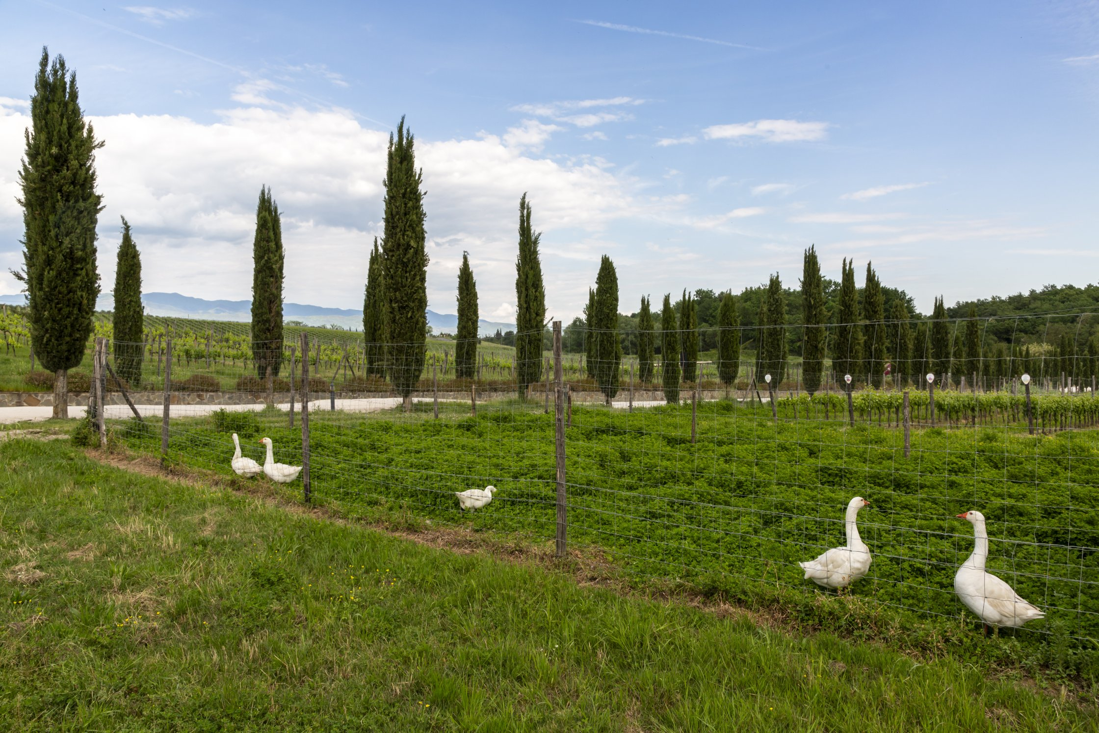 53735138797_34e8ac96e3_o Palagina