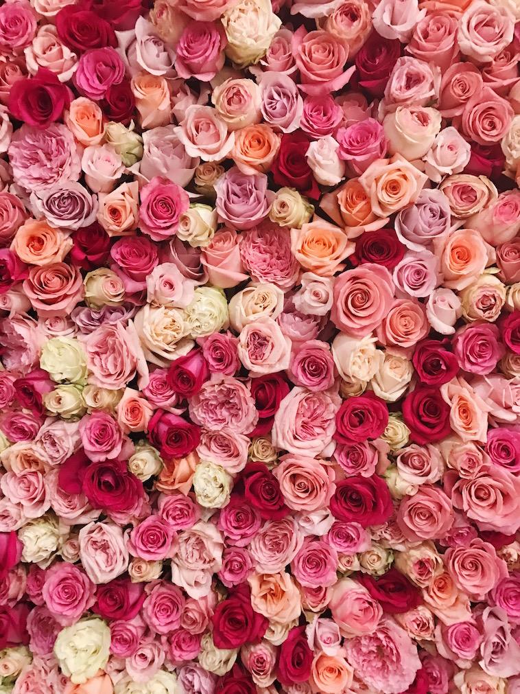 Holy Rose! Now this is what we call a photo backdrop.