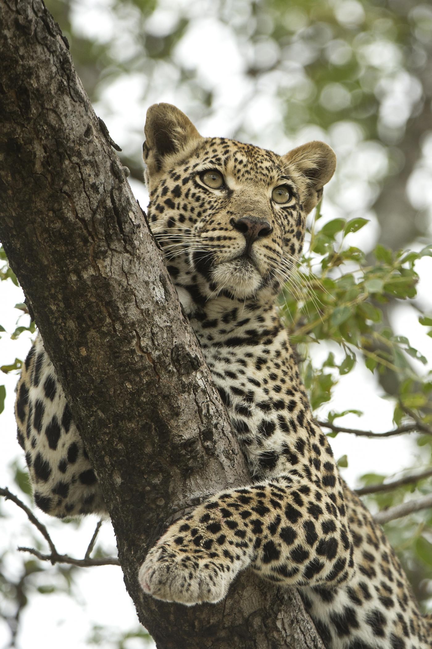 Singita Castleton promotes wildlife conservation and anti-poaching.