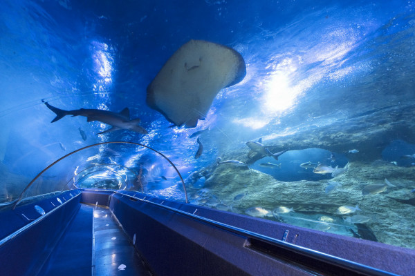 AQWA The Aquarium of Western Australia