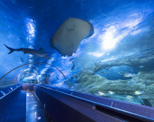 AQWA The Aquarium of Western Australia