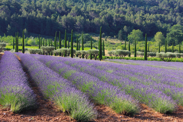 Image result for domaine des andÃ©ols lavender hills