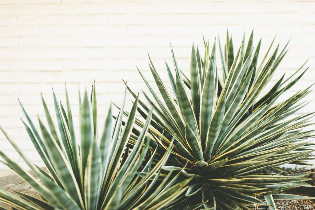 The Amado Palm Springs, California Venue Report